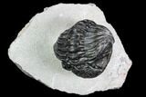 Bargain, Enrolled Pedinopariops Trilobite - Mrakib, Morocco #110656-1